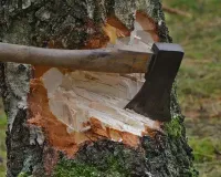 Moradabad: कब्रिस्तान की भूमि से पेड़ काटने के मामले में एक के खिलाफ रिपोर्ट दर्ज