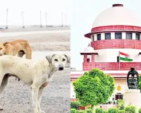 Stray Dog ​​Case : सुप्रीम कोर्ट ने कहा- कुत्तों के काटने पर देना होगा भारी मुआवजा, डॉग लवर्स की जिम्मेदारी होगी तय