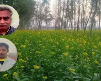 Bareilly: तापमान बढ़ा तो घट सकती है सरसों की उपज, किसानों को सताने लगा डर