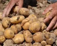 प्रदेश में इस साल आलू की अच्छी फसल का अनुमान:  कृषक योजना के जरिये खुदाई-खरीद और भंडारण की व्यवस्था के निर्देश 