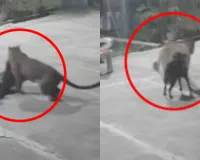 रामनगर में भाजपा नेता के घर में घुसा तेदुंआ,  पालतू कुत्ते पर हमला, CCTV में कैद हुई घटना 