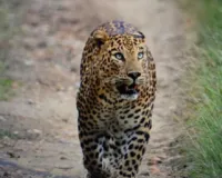  कालाढूंगी में गन्ने के खेत से मिला गुलदार का शव: इलाके में मचा हड़कंप, शरीर पर घाव-चोट के निशान