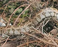  बाराबंकी में 7 फिट लंबा अजगर मिलने से हड़कंप: पुलिस ने रेस्क्यू करके जंगल में छोड़ा, ग्रामीणों ने ली राहत की सांस