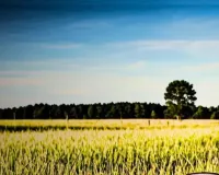 लखनऊ में सरसों के खेत में कंकाल,  पास से साड़ी मिलने से महिला के होने का शक, जांच में जुटी पुलिस 