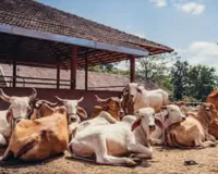 नवाचार और प्रसार से बढ़ेगा यूपी का 'पशुपालन':  प्रशिक्षित किए जाएंगे चिकित्सक, बेहतर स्वास्थ्य और उत्पादन से बढ़ाई जाएगी अर्थव्यवस्था