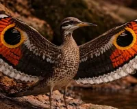 सम्मोहित करता विलक्षण पक्षी सनबिटर्न