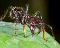 जंगल की दुनिया : छोटे शरीर में बड़ी सजा, बुलेट चींटी का डंक 