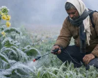 पाला और झुलसा से इन फसलों को खतरा,  सावधानी बरतने की जरूरत, एक्सपर्ट से जानें बचाव के तरीके 