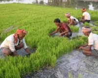  प्रदेश में खरीफ फसलों का 10-15 दिन में होगा भुगतान, क्रॉप कटिंग कर किसानों को दी जाएगी क्षतिपूर्ति