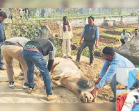 Bareilly : हमलावर सांड को पकड़ कर चौबारी गोशाला भेजा