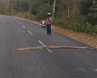 Uttrakhand : कॉर्बेट क्षेत्र के रामनगर-ढेला मार्ग पर विशालकाय अजगर सड़क पर लेटा, दोनों ओर थमा यातायात