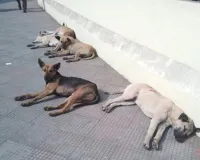 Rampur :  कुत्तों का आतंक, लोगों को बना रहे निशाना