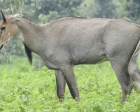 प्रयागराज के मेजा क्षेत्र में नील गायों का आतंक, फसलें चौपट 
