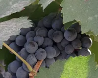 Bareilly : बरेली के किसान करेंगे अंगूर की खेती, विश्वविद्यालय करेगा मदद