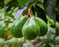 Bareilly: रुहेलखंड की जलवायु और मिट्टी में उगेगा एवोकाडो, किसाानों को मिलेगा मार्गदर्शन