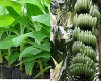 कुशीनगर में बनेगी अत्याधुनिक केला टिशू कल्चर लैब, 4.01 करोड़ रुपये स्वीकृत 