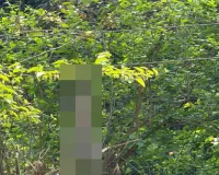 बाराबंकी में बिजली विभाग की लापरवाही से लंगूरी बंदर की मौत, 5 फीट पर लटक रहे एचटी तार