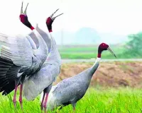 यूपी में राज्य पक्षी सारस की संख्या में रिकॉर्ड बढ़ोतरी, शीतकालीन गणना में 20,628 दर्ज 
