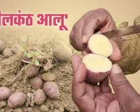 आजमगढ़ : नीलकंठ आलू से किसानों को नई उम्मीद, 'शुगर-फ्री' होने का दावा 