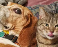 Bareilly: सर्दी में भी गर्म खून के जानवरों ने जमकर बनाया शिकार