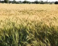 दिन का पारा चढ़ा: अगेती गेहूं की वालियों में दाने सिकुड़ने का अंदेशा, ज्यादा गर्मी से पैदावार पर पड़ेगा असर