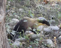 Uttrakhand: कॉर्बेट के झिरना में दिखा दुर्लभ येलो थ्रोटेड मार्टेन, फुर्तीले और शातिर वन्यजीव की ये है खासियत 