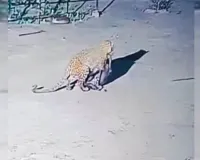 पीलीभीत : सीसीटीवी में लंगड़ाता दिखा घर में घुसकर कुत्ते को निवाला बनाने वाला तेंदुआ, रेस्क्यू के लिए टीमें गठित