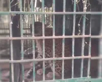 Moradabad: पशुपति फैक्ट्री में पिंजरे में फंसा तेंदुआ, कर्मचारियों ने ली राहत की सांस