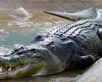 Uttrakhand: कार्बेट के मलानी ब्लॉक में मगरमच्छ का शव मिलने से हड़कंप