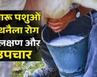 दुधारू पशुओं में थनैला रोग के उन्मूलन को गाइडलाइन जारी, पशुपालकों को मिलेगी बड़ी राहत