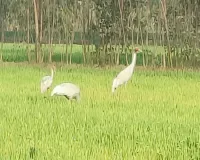 Moradabad: खेतों व तालाबों में विचरण कर रहे सारस, बने आकर्षण का केंद्र