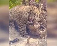 UP: शिकारियों की करतूत तेंदुए के शावक की जान पर बनी, तार के फंदे में फंसा मिला 