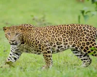 Moradabad: नींगू नंगला में दो तेंदुए दिखने से दहशत, पिंजरा लगाने की मांग की