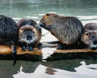 Uttrakhand: मोहान के पास कोसी नदी में दिखा ऊदबिलावों का समूह, वन्यजीव प्रेमी उत्साहित