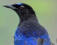  जंगल की दुनिया :  ब्लू व्हिसलिंग थ्रश: पहाड़ों में बसा नीला सौंदर्य