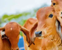 डिजिटल किया जाएगा पशुओं का रिकार्ड  कृत्रिम गर्भाधान, टीकाकरण, जन्म व मृत्यु तक की होगी फीडिंग, NDLM पोर्टल पर होगा अपलोड