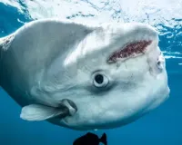  मरीन लाइफ: समुद्र की सतह पर धूप सेंकती रहस्यमयी मछली 