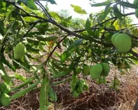  खेतों की मिट्टी बीमार, आम के बाग बचाए जान...किसान ऐसे करें इससे बचाव, एक्सपर्ट से जानें उपाय