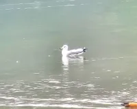 रामनगर के कॉर्बेट लैंडस्केप इकोसिस्टम की मजबूती का अहम संकेत...कोसी में दिखा सबसे बड़ी गल प्रजाति का पक्षी 