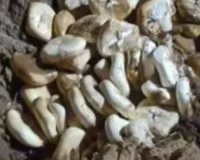 गौतमबुद्ध नगर में 650 किलो पनीर नष्ट: होली से पहले मिलावट रोकने को खाद्य विभाग का अभियान,  चार नमूने जांच को भेजे 