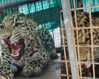  मुरादाबाद में तेंदुआ दिखने से हड़कंप: चार घंटे बाद पकड़ा, घर के बाथरूम में बैठा था Leopard