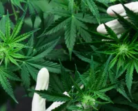  आयुर्वेदिक फैक्ट्री पर मिला भांग का जखीरा :  होली से पहले एसओजी टीम ने मौके से पकड़ा ट्रक, जांच शुरू 