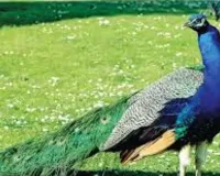 मोर का शिकार करने के आरोप में युवक गिरफ्तार, वन्य जीव संरक्षण अधिनियम के तहत FIR, ग्रामीणों की सतर्कता से खुलासा 