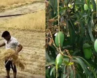  यूपी में बदले मौसम ने बढ़ाई किसानों की चिंता....ओला से फसलों और बारिश से आम को नुकसान, गेहूं को फायदा