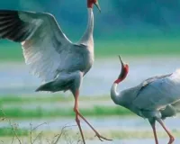 सारस की शीतकालीन गणना में इटावा अव्वल.. 3304 पक्षी दर्ज, साल दर साल बढ़ रही संख्या