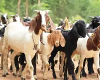 श्रावस्ती : बकरी पालन योजना में चयन प्रक्रिया पर उठे सवाल, जांच की मांग 