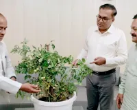 अनोखा पौधा : एक ही पौधे से टमाटर और आलू दोनों का उत्पादन