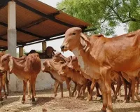 Bareilly : गिर मवेशियों के भ्रूण स्थानांतरण में 60% सफलता का दावा