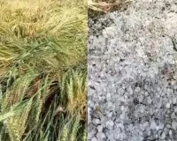 सीतापुर : ओलावृष्टि व बारिश से सरसों की फसल को भारी नुकसान, किसानों के उम्मीदों पर फिरा पानी 