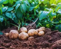 Moradabad: साग-सब्जी किसानों को भारी नुकसान, गेहूं-आलू उत्पादकों को आंशिक राहत